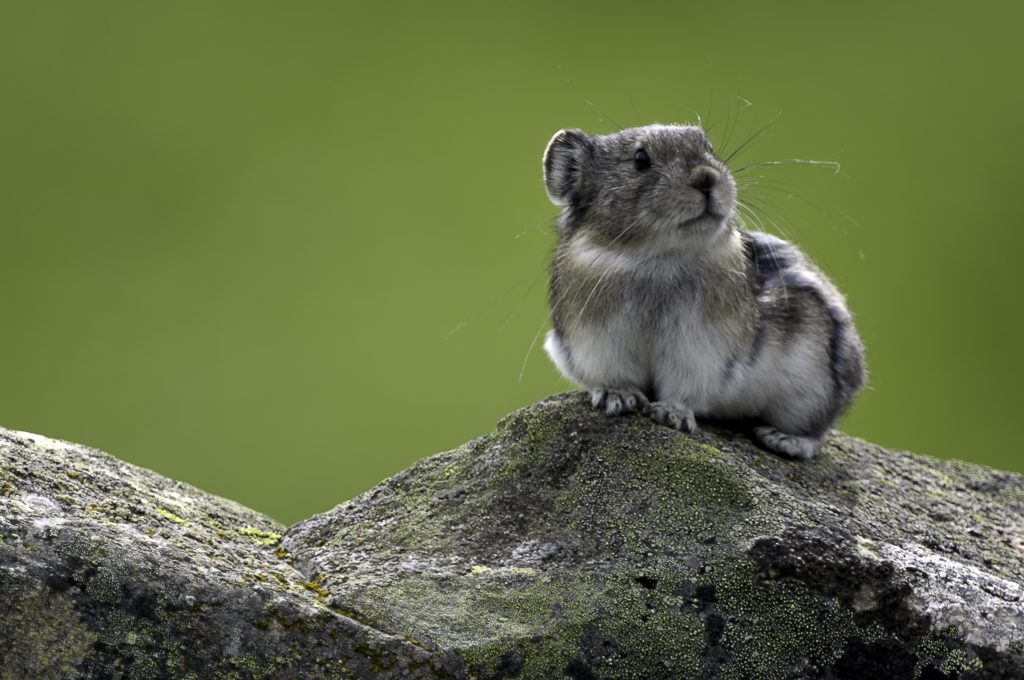 Collared pika perched atop a granite rock.